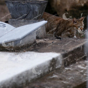 Los gatos del cementerio de Mompox