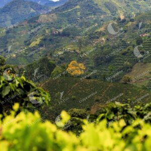 Árbol florecido, Guayacán amarillo