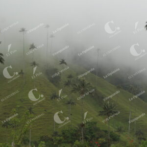 Valle del Cocora