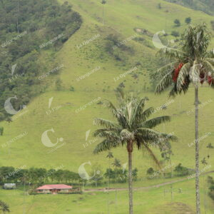 Valle del Cocora