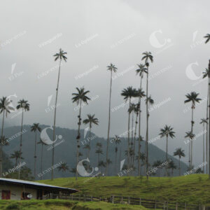 Valle del Cocora