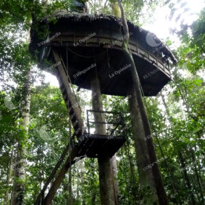 Amazonas