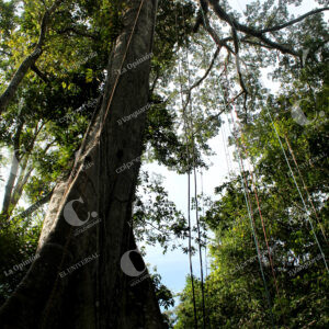 Amazonas