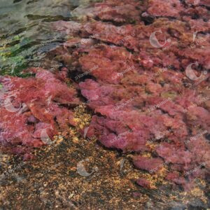 Caño Cristales, La Macarena, Meta