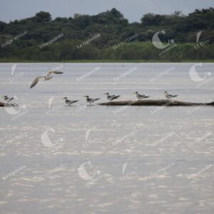 Isla de los micos, Amazonas