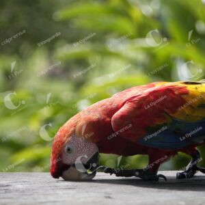Isla de los micos, Amazonas