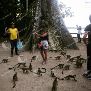 Isla de los micos, Amazonas