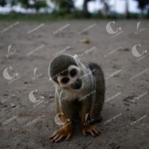 Isla de los micos, Amazonas