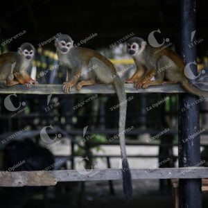 Isla de los micos, Amazonas