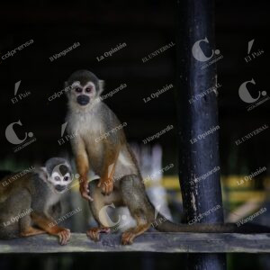 Isla de los micos, Amazonas