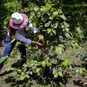 Finca cafetera