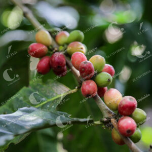 Granos de café