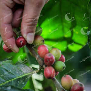 Granos de café