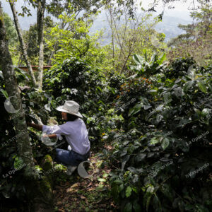 Finca Cafetera