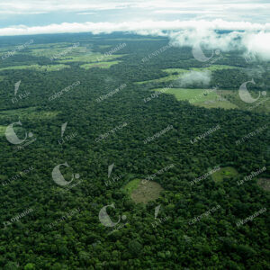 Deforestación