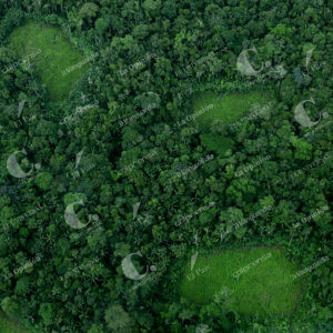 Deforestación