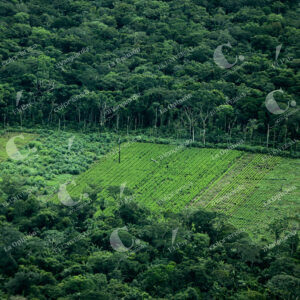 Deforestación