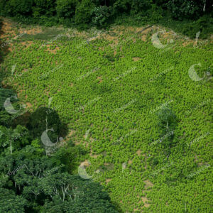 Deforestación