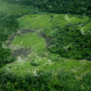 Deforestación