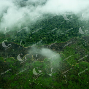 Deforestación