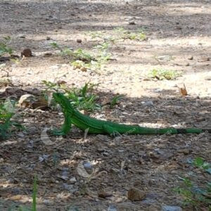 La Guajira