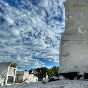 Gatos del Cementerio de Mompox