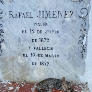 Gatos del Cementerio de Mompox