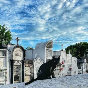 Gatos del Cementerio de Mompox