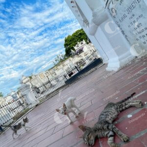 Gatos del Cementerio de Mompox