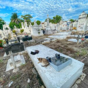 Gatos del Cementerio de Mompox