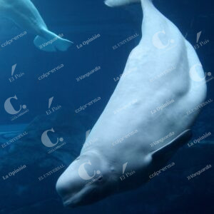 Ballenas Beluga