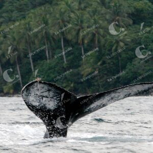 Ballenas jorobadas