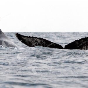 Ballenas jorobadas