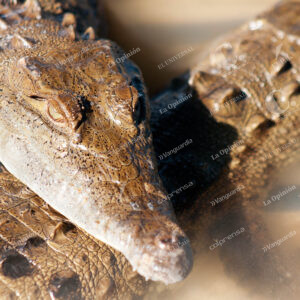 Caimanes