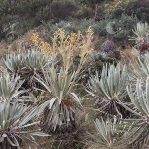 Parque Natural Chingaza