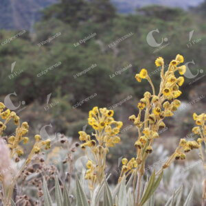 Parque Natural Chingaza