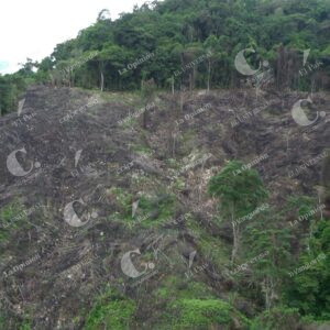 Deforestación