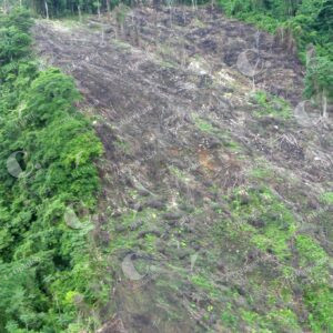 Deforestación