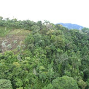 Deforestación