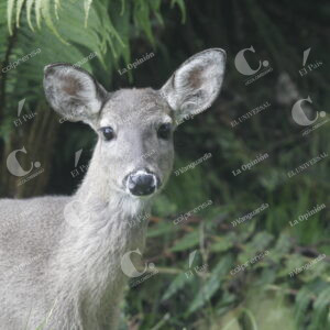 Venado