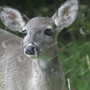 Venado