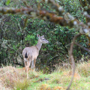 Venado