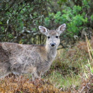 Venado