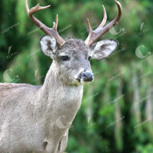 Venado