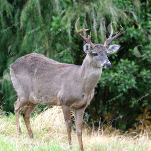 Venado