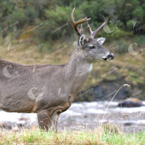 Venado