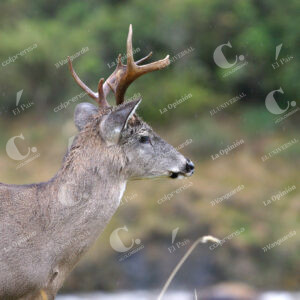 Venado
