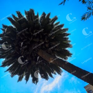 Árboles emblemáticos de Medellín