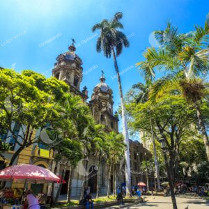Árboles más emblemáticos y viejos de Medellín