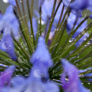 Gotas de Lluvia en las Flores
